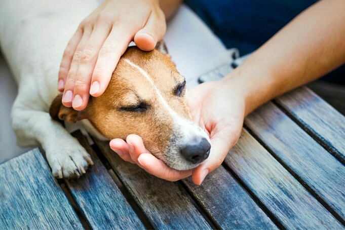 10 Sichere Wege Wie Sie Ihren Hund Dazu Bringen Koennen Den Tierarzt Zu Lieben