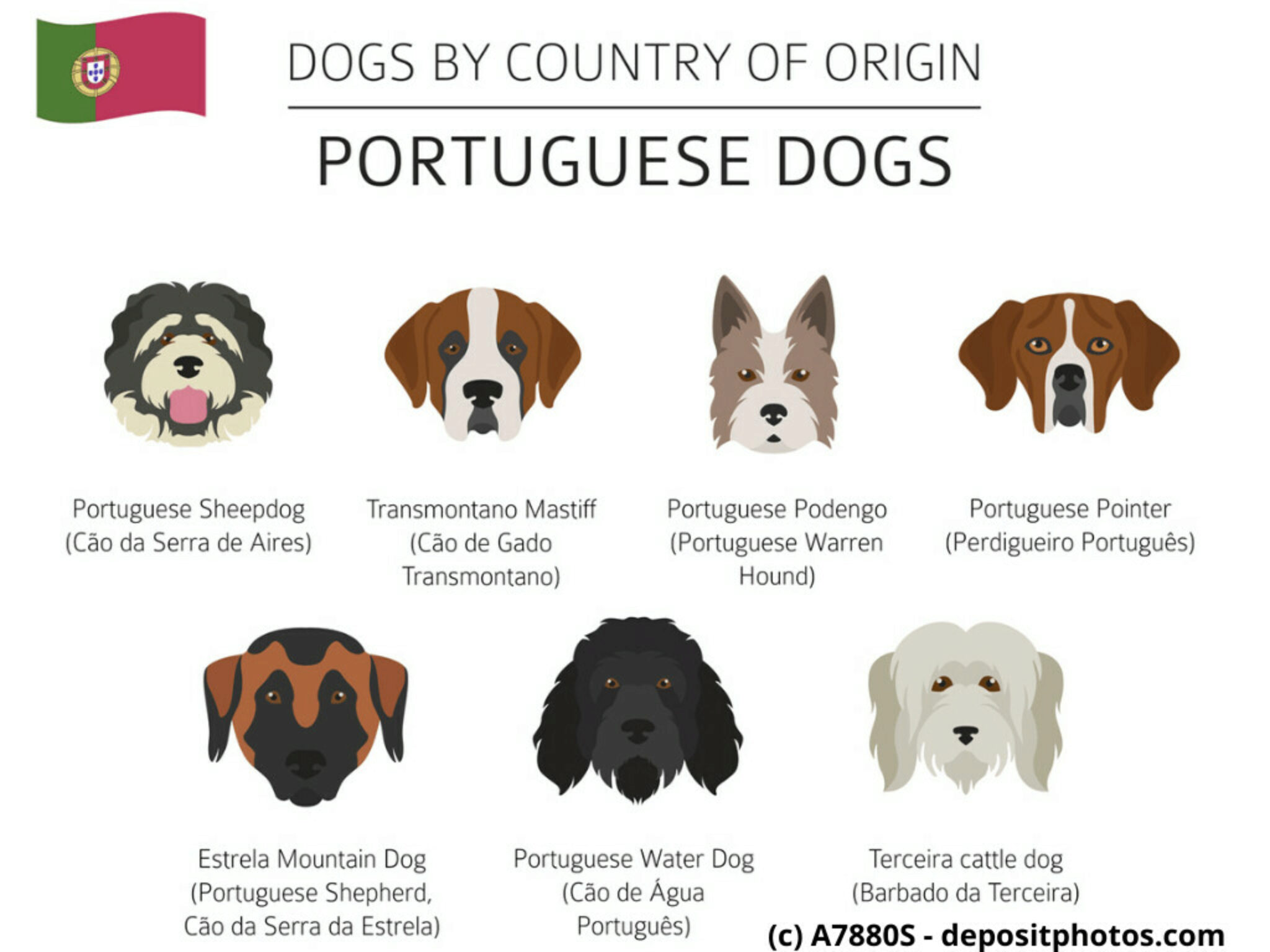 11 Portugiesische Hunderassen Mit Bildern