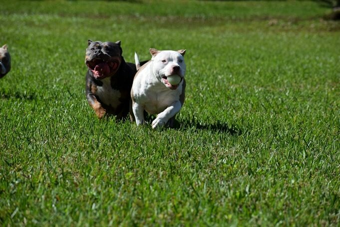 Die 7 Besten Hundefutter Fuer Pitbull Welpen Im Jahr 2021 Bewertungen amp Top Picks