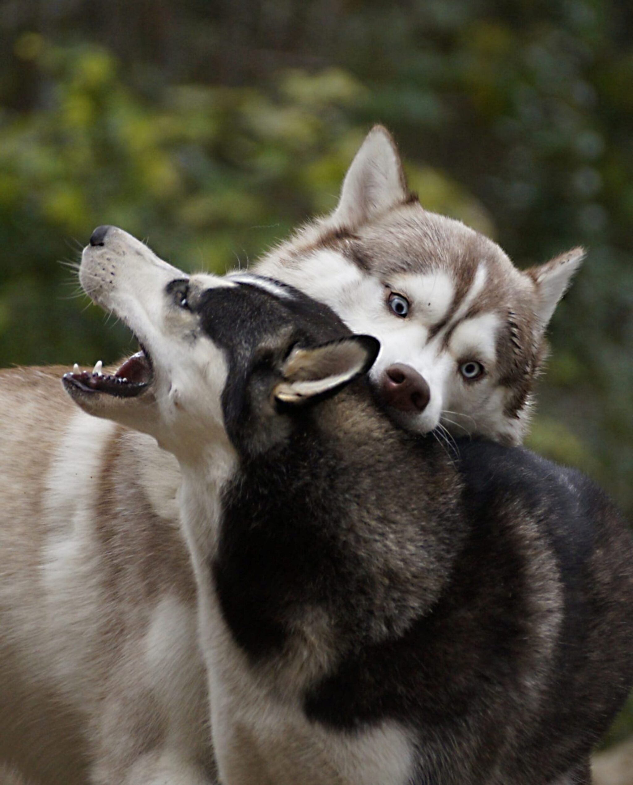 Informationen Zur Siberian Husky Hunderasse. Fotos Fakten amp Persoenlichkeit