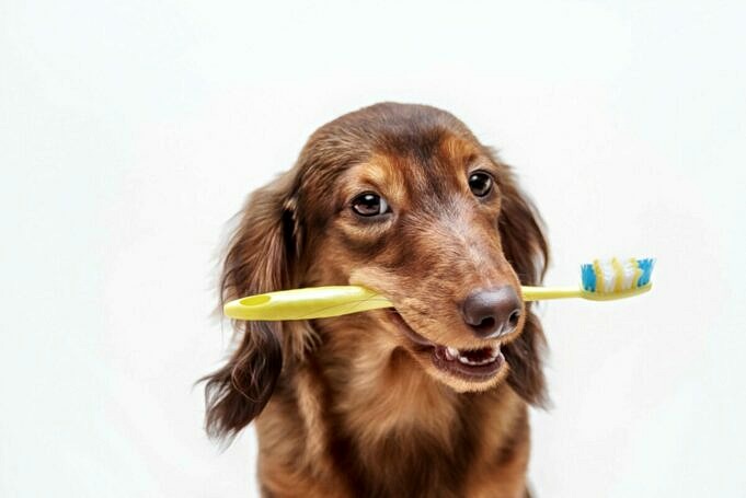 Mein Hund Hat Zahnpasta Gefressen Hier Ist Was Sie Fuer Die Antwort Ihres Tierarztes Tun Koennen